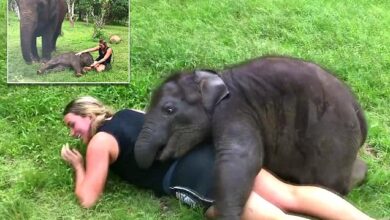 Energetic baby elephant won't stop hugging tourist - and it's so cute