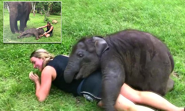 Energetic baby elephant won't stop hugging tourist - and it's so cute