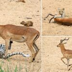 Impala is saved from certain doom after being snared by a leopard