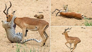 Impala is saved from certain doom after being snared by a leopard