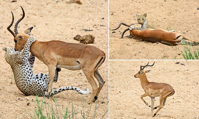 Impala is saved from certain doom after being snared by a leopard