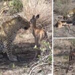 Incredible footage shows leopard looking after orphaned impala