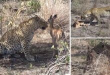 Incredible footage shows leopard looking after orphaned impala