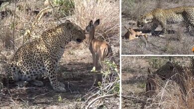 Incredible footage shows leopard looking after orphaned impala