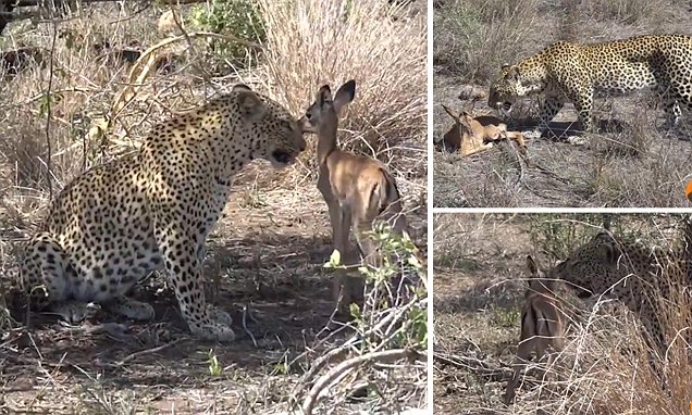 Incredible footage shows leopard looking after orphaned impala