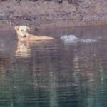 Incredible moment crocodiles HELP stray dog in their river