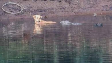 Incredible moment crocodiles HELP stray dog in their river