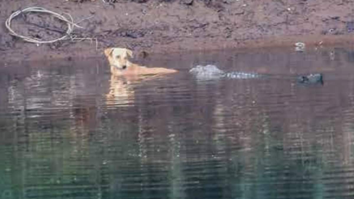 Incredible moment crocodiles HELP stray dog in their river
