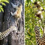 Leopard catches baby monkey three times but keeps letting it go