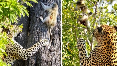 Leopard catches baby monkey three times but keeps letting it go