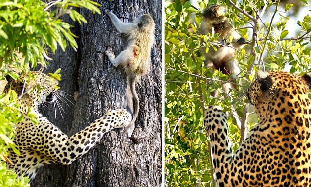 Leopard catches baby monkey three times but keeps letting it go