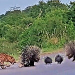 Leopard loses battle to porcupine parents protecting their babies