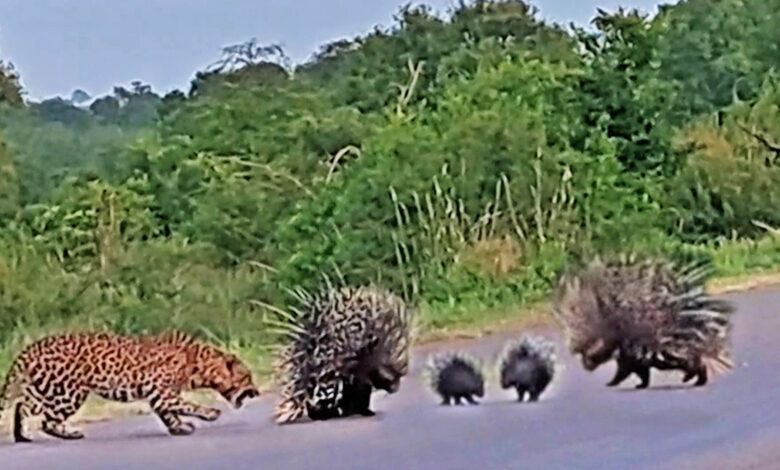 Leopard loses battle to porcupine parents protecting their babies
