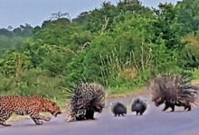 Leopard loses battle to porcupine parents protecting their babies