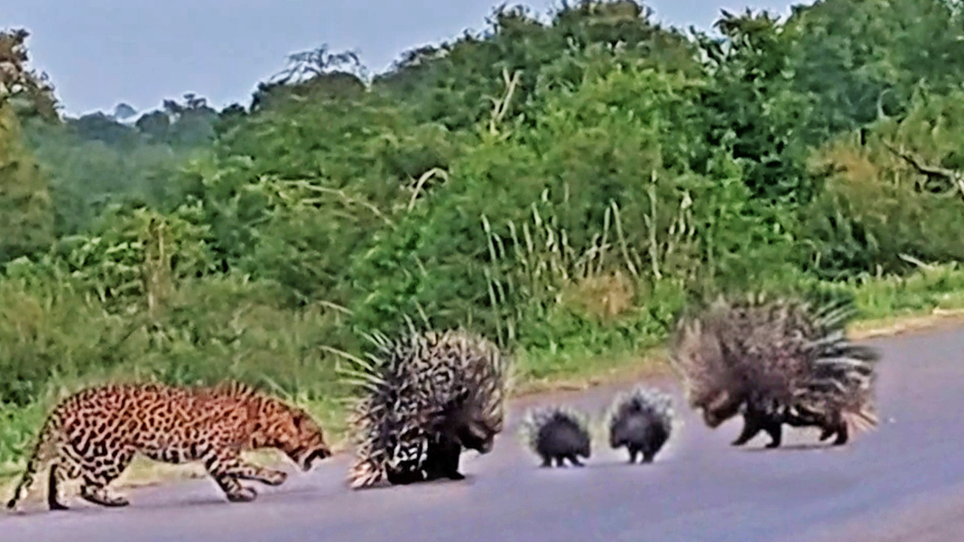 Leopard loses battle to porcupine parents protecting their babies