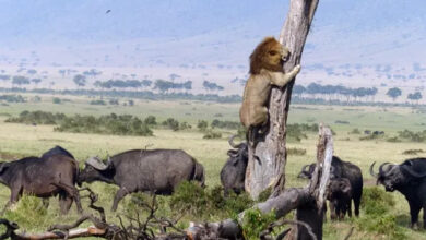 Lion flees herd of buffalo - by running up a tree