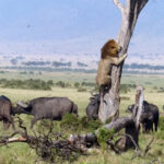 Lion flees herd of buffalo - by running up a tree