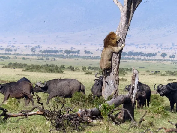 Lion flees herd of buffalo - by running up a tree