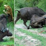 Lion is sent flying after bull races to the rescue of buffalo