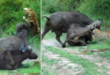 Lion is sent flying after bull races to the rescue of buffalo