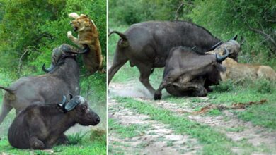 Lion is sent flying after bull races to the rescue of buffalo