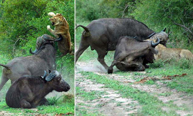 Lion is sent flying after bull races to the rescue of buffalo