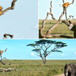 Lioness chased up a tree by elephant after it entered his territory
