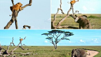 Lioness chased up a tree by elephant after it entered his territory