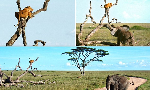 Lioness chased up a tree by elephant after it entered his territory