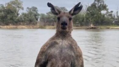 Man saves dog from being drowned by kangaroo