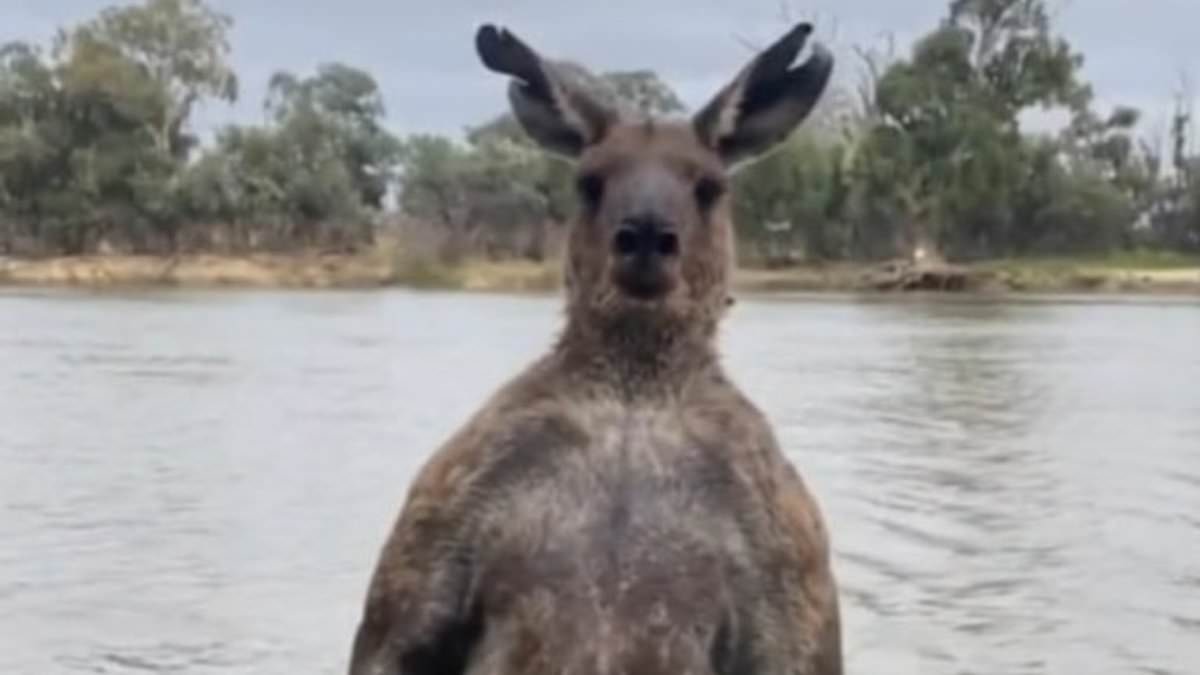 Man saves dog from being drowned by kangaroo
