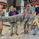 Monster alligator weighing 800lbs sets new state record in Mississippi