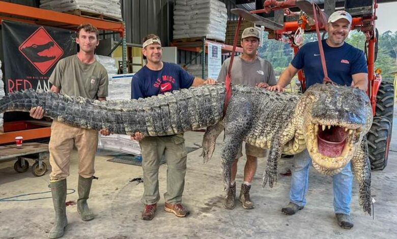 Monster alligator weighing 800lbs sets new state record in Mississippi