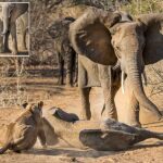 Mother elephant saves calf from being eaten by lionesses in Zimbabwe 