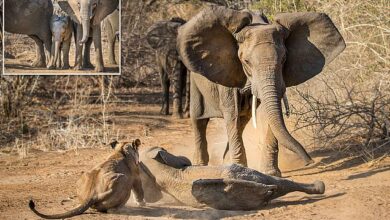 Mother elephant saves calf from being eaten by lionesses in Zimbabwe 