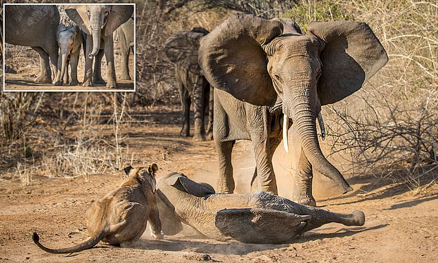 Mother elephant saves calf from being eaten by lionesses in Zimbabwe