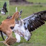 Mother gazelle desperately tries to save fawn from clutches of eagle