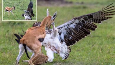 Mother gazelle desperately tries to save fawn from clutches of eagle