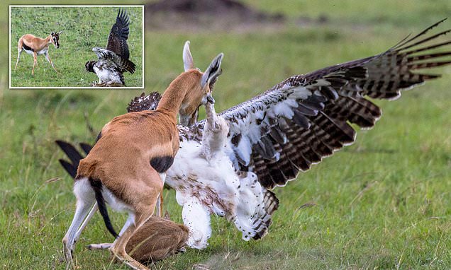 Mother gazelle desperately tries to save fawn from clutches of eagle