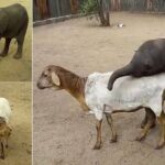 Orphaned baby elephant finds a new mum in sanctuary's resident SHEEP 