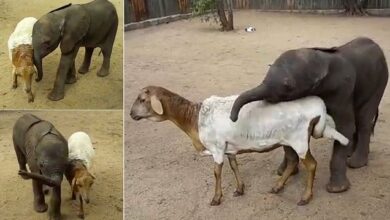 Orphaned baby elephant finds a new mum in sanctuary's resident SHEEP 