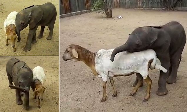 Orphaned baby elephant finds a new mum in sanctuary's resident SHEEP