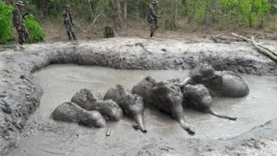Park Rangers Find 6 Baby Wild Elephants All Stuck In A Row