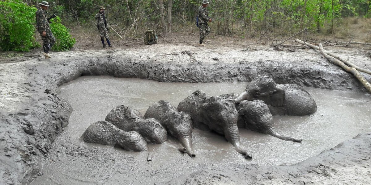 Park Rangers Find 6 Baby Wild Elephants All Stuck In A Row
