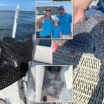 Rare 400-pound eagle ray leaps onto fishing boat and gives BIRTH