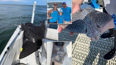Rare 400-pound eagle ray leaps onto fishing boat and gives BIRTH