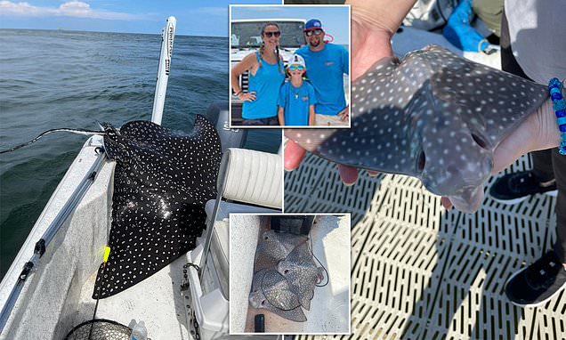 Rare 400-pound eagle ray leaps onto fishing boat and gives BIRTH