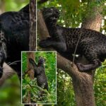 Rare black leopard, named after Jungle Book character spotted in India
