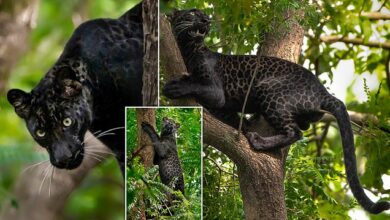 Rare black leopard, named after Jungle Book character spotted in India