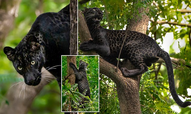 Rare black leopard, named after Jungle Book character spotted in India